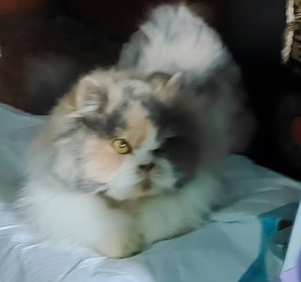过来